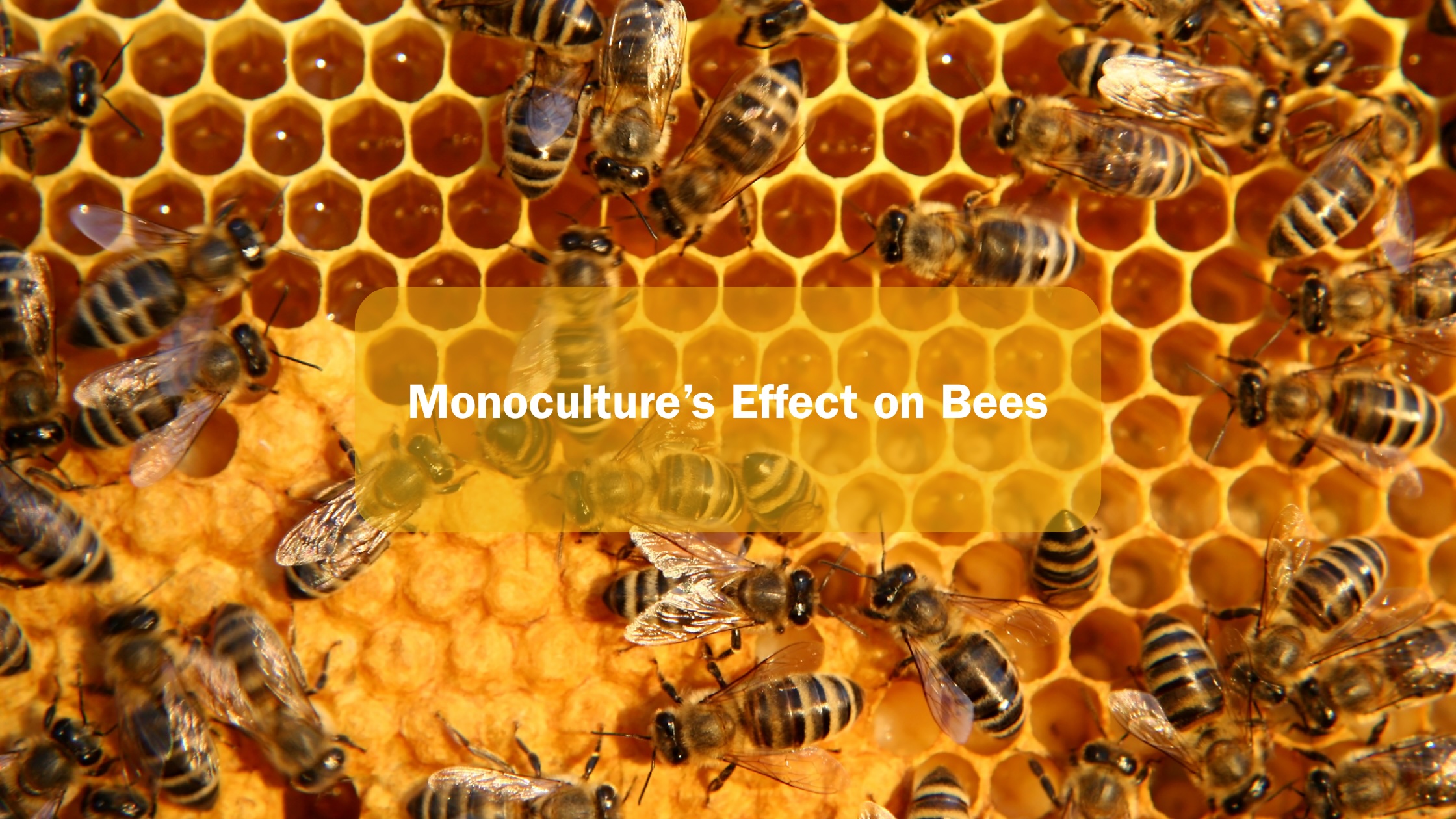 Monoculture's Effect on Bees bees on a hive