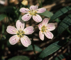 flower flower