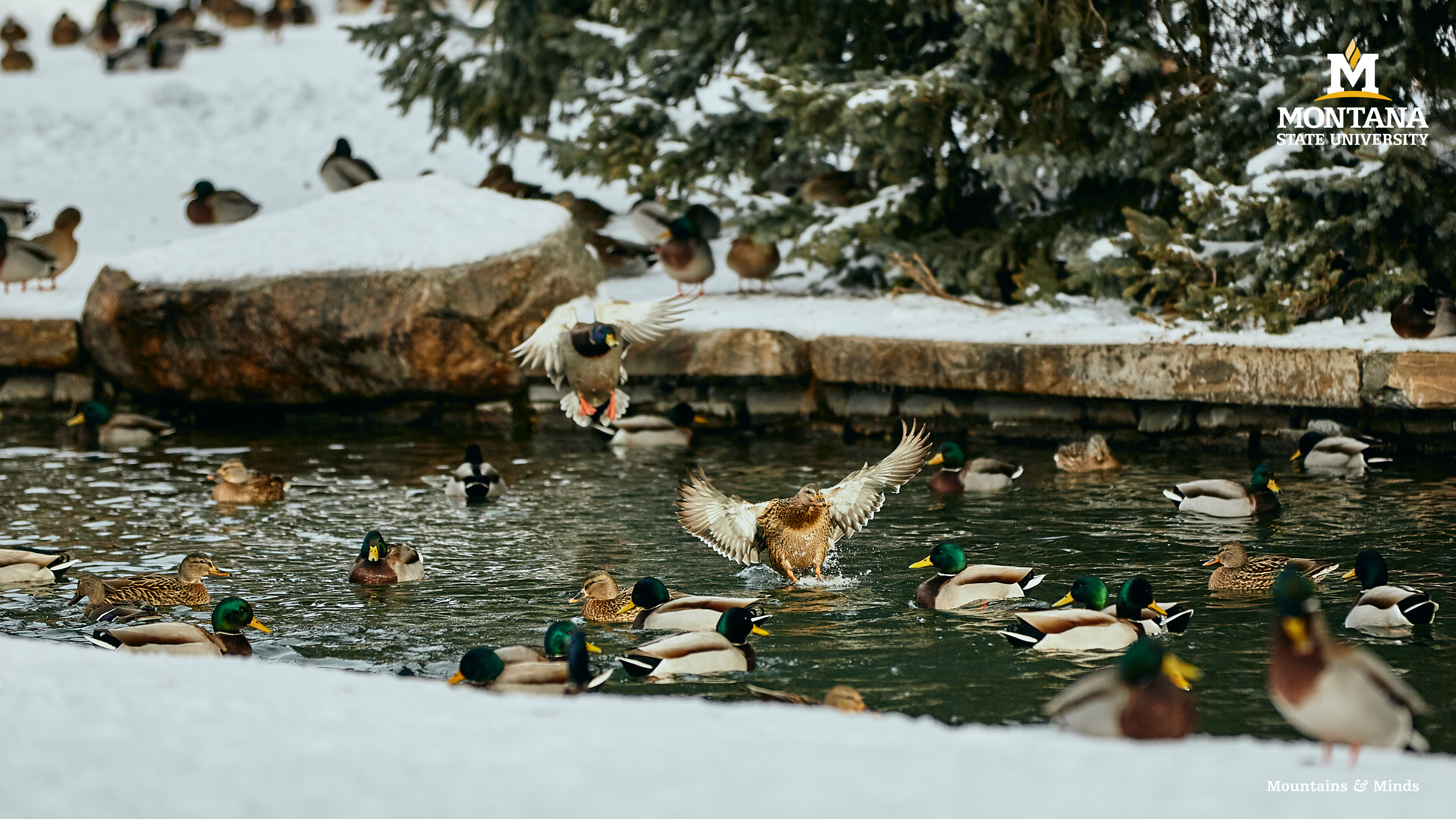 duck pond background duck pond background
