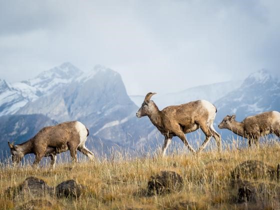 Plowright Research Big Horn Sheep