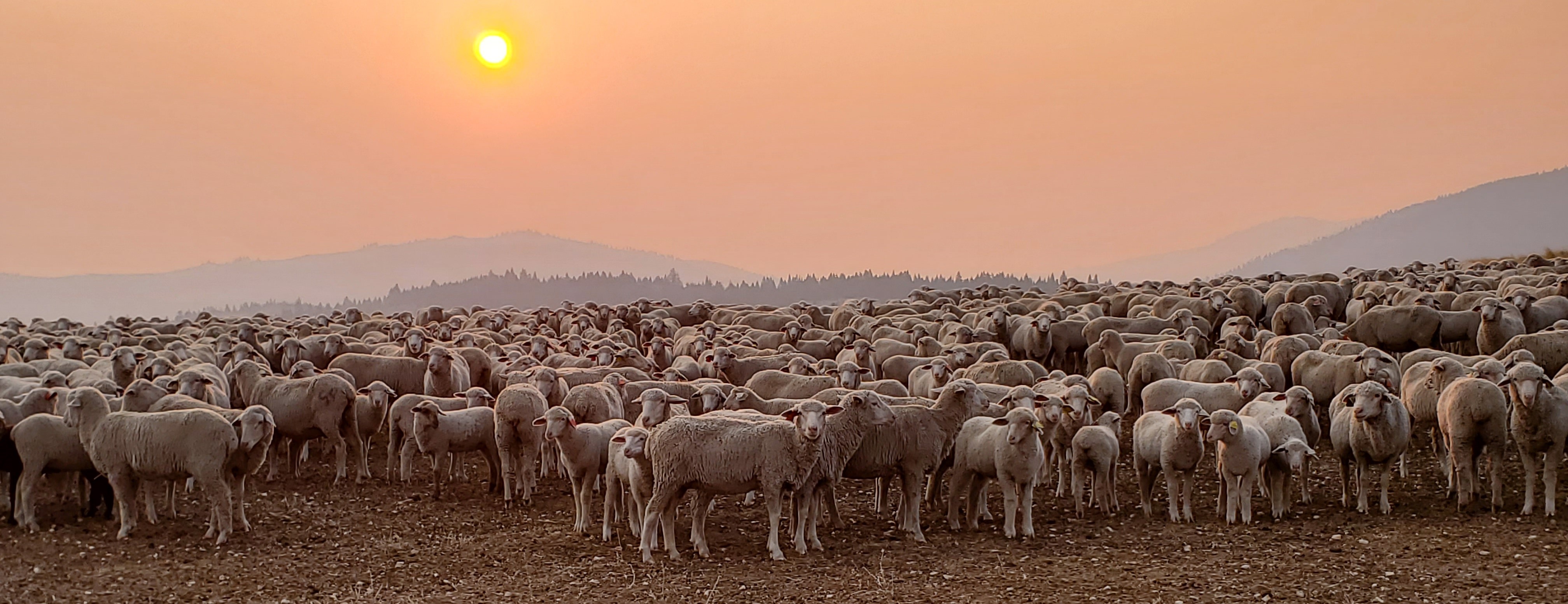 Maes Flock Maes Flock