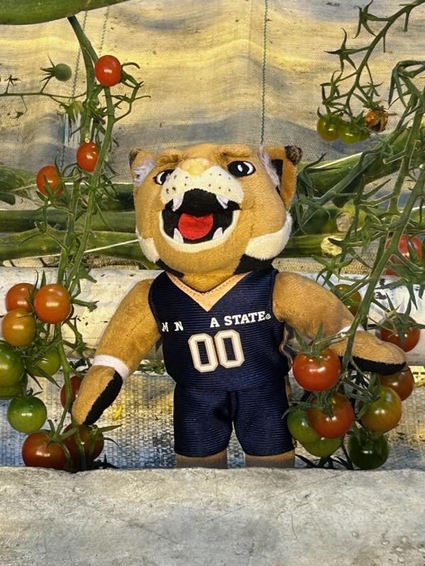 Champ with tomatoes