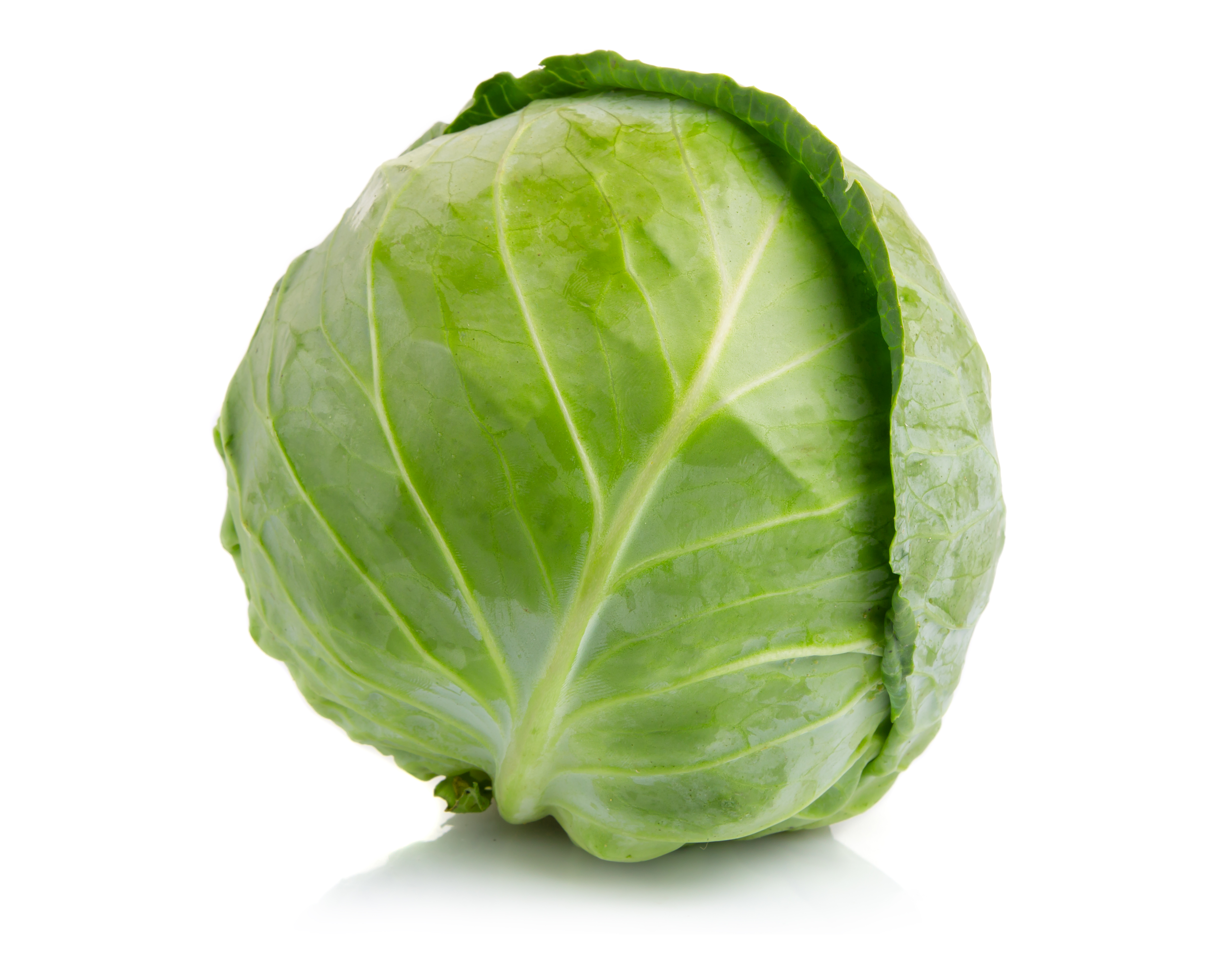 Cabbage on white image of a cabbage