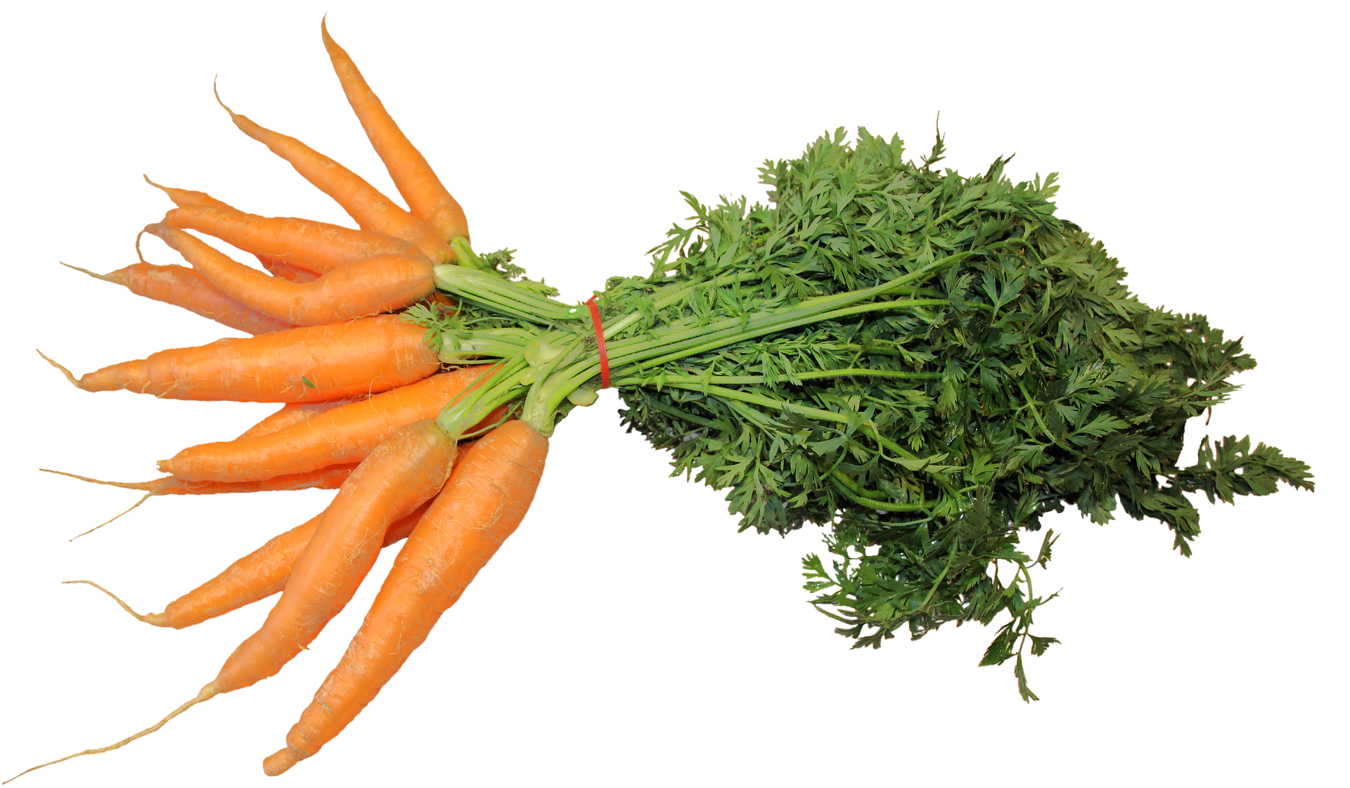 Carrots stock image image of carrots