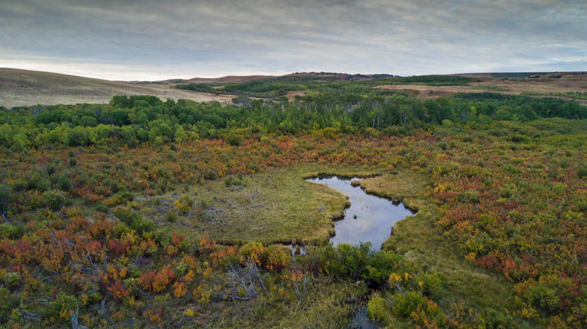 Fen Wetland @ LBWS Fen Wetland @ LBWS