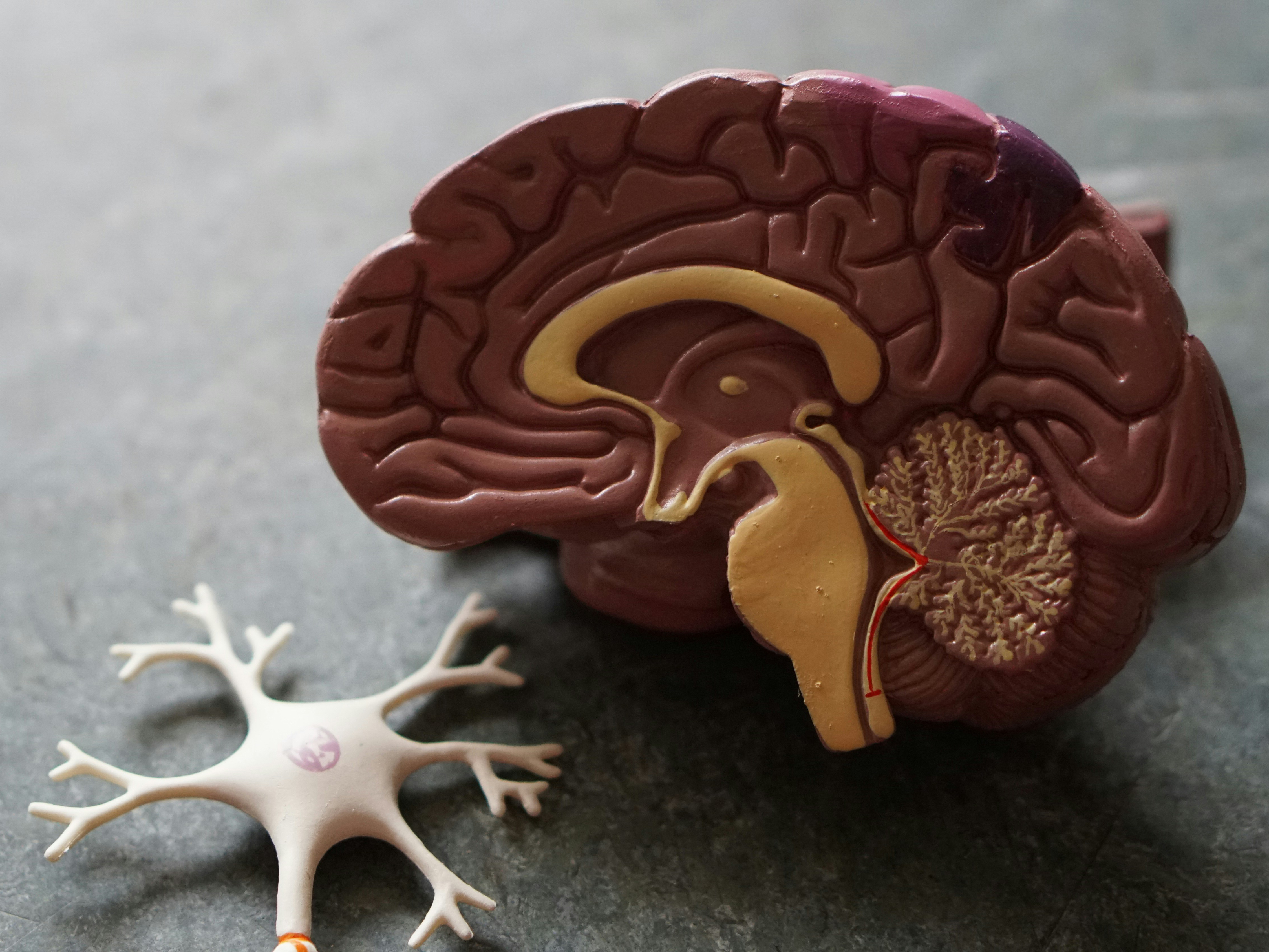 Stock image of the bisection of a model brain